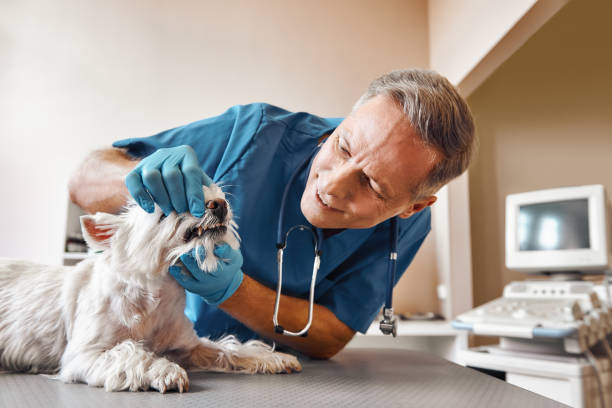 Best Emergency Dentist for Knocked-Out Tooth in Roanoke, IN